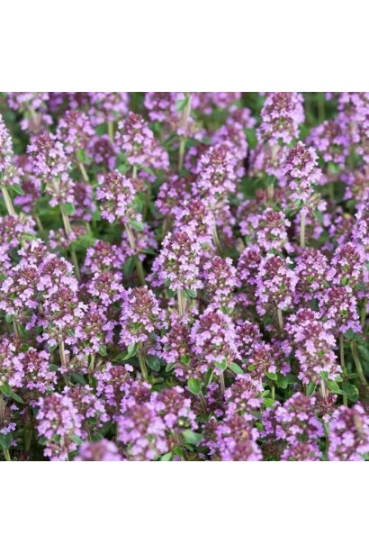 Цвітіння фіолетових квітів Чебрецю перцевого 